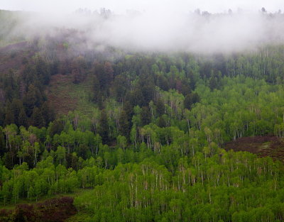 Spring Rain/Spring Green