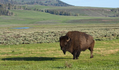 Bison of the Larmar Valley