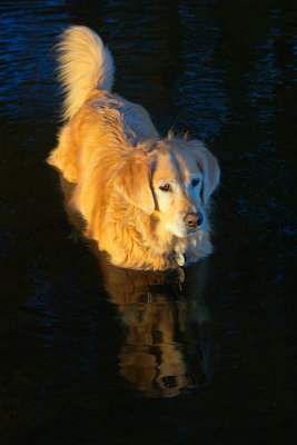 Evening Swim