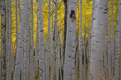Aspens