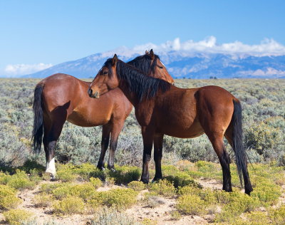 Wild Horses