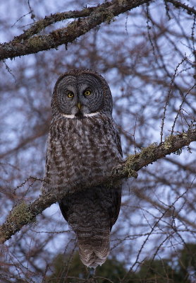 Great Grey Owl