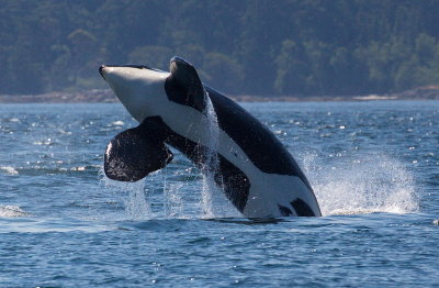 Orca