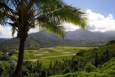 Hawaiian Fields