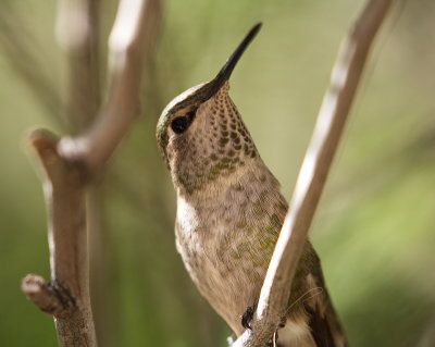 Hummingbird