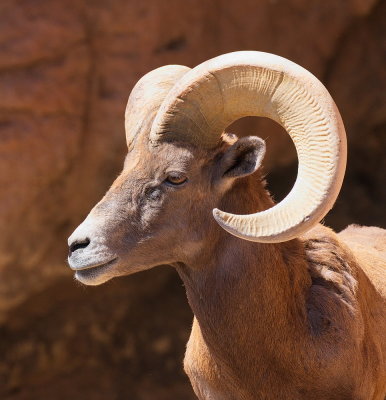 Desert Big Horn Sheep
