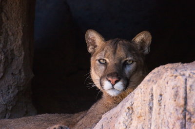 Mountain Lion 