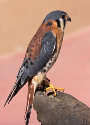 American Kestrel with Handler