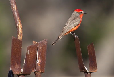 Vermillion Flycatcher