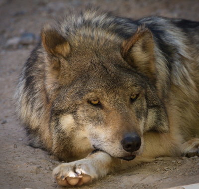 Mexican Wolf