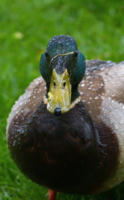 Good weather for Ducks