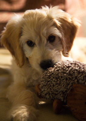All Puppy