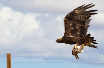 Golden Eagle with Prey