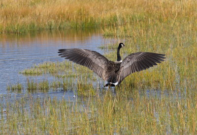 Wingspan