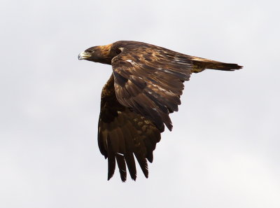 Eagle Art