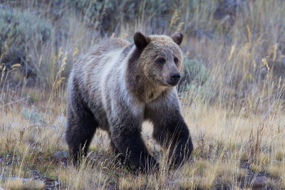 Grizzly #3