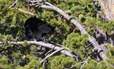 Black Bear in a Tree