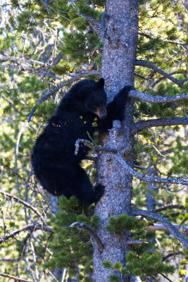 Black Bear Climbing