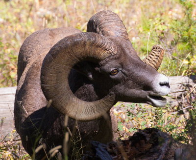 Bighorn Ram