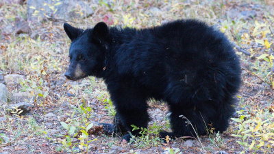 Black Bear Cub