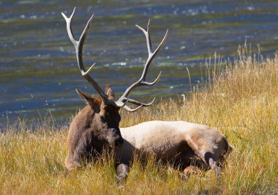 Sleeping Elk on the Madison