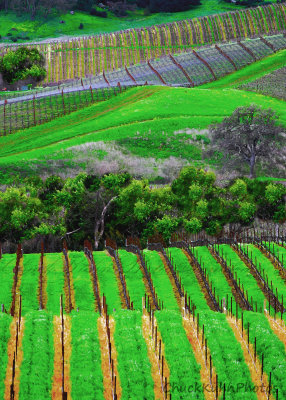 napa_valley_