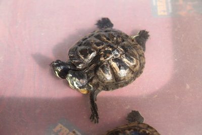 Two headed Turtle 