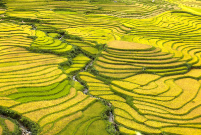 Sapa Rice terrain Vietnam
