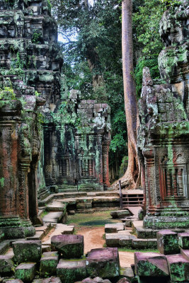 Banyan Tree Ta Prohm Temple Cambodia