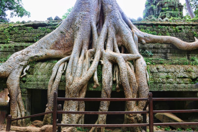 Banyan Tree Ta Prohm Temple Cambodia II