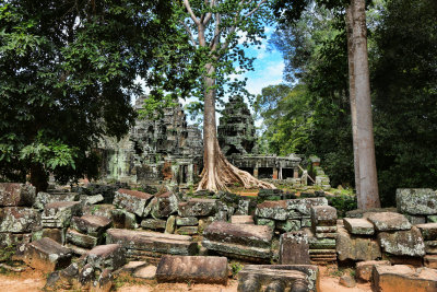 Banyan Tree Ta Prohm Temple Cambodia III
