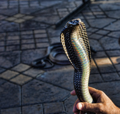 Snake Charmer Morocco