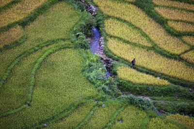Rice fields Vietnam