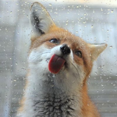 l-Thirsty-fox.jpg