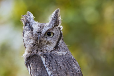 OwlWindow.jpg