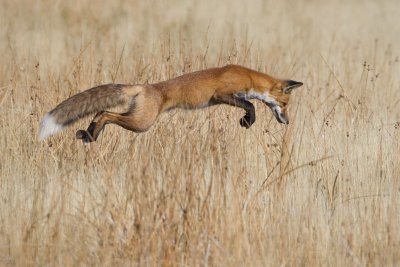 foxjump.jpg