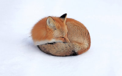 red-fox-sleeping.jpg