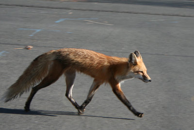 Red_fox_crossing_road.jpg
