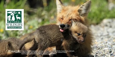 Fox-mom-and-pup5.jpg