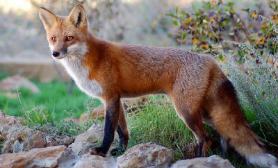 Red-fox-Vulpes-vulpes3.jpg