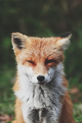 l-As-cunning-as-a-fox.jpg