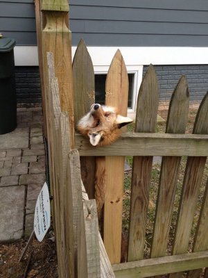 FenceFox2.jpg