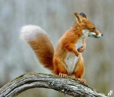 foxsquirrel.jpg