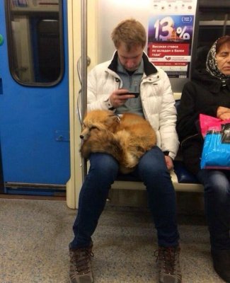 russia subway pet fox.jpg