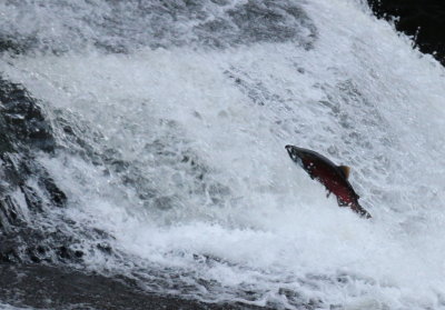 Brave and determined - Coho Salmon at Lake Creek Fall