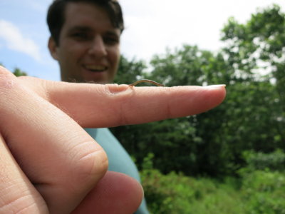 Crazy inchworm