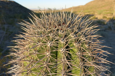 Cactus