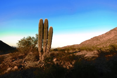 Desert Beauty