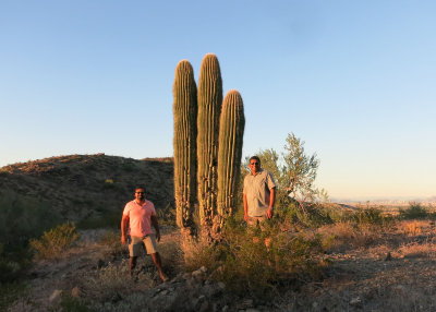 Big Cactus