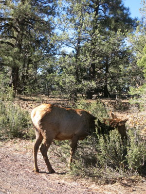 Elk